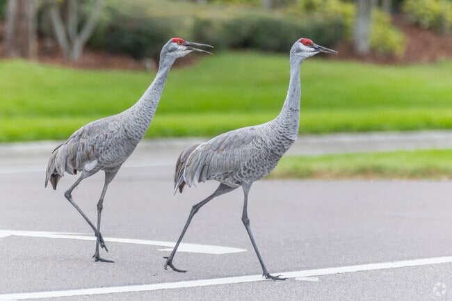Residents of Parrish share the roads and neighborhoods with wildlife like Sandhill Cranes.