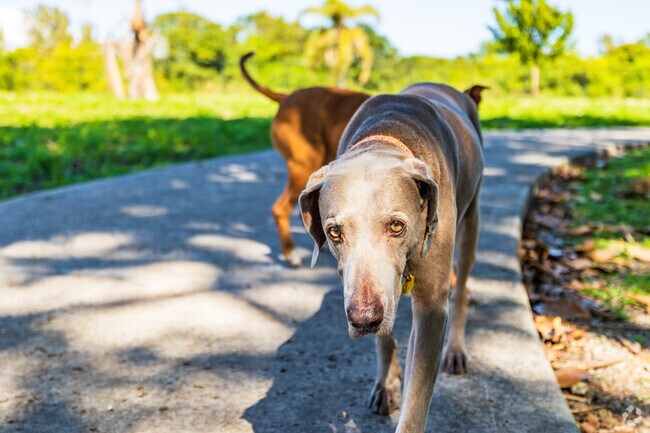 Let your best friend meet other dogs at Chapman Field Park near King's Bay/Deering Bay.
