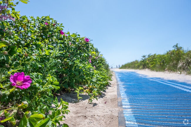 Vibrant beach roses line the path to Keyes Memorial Beach in Hyannis.