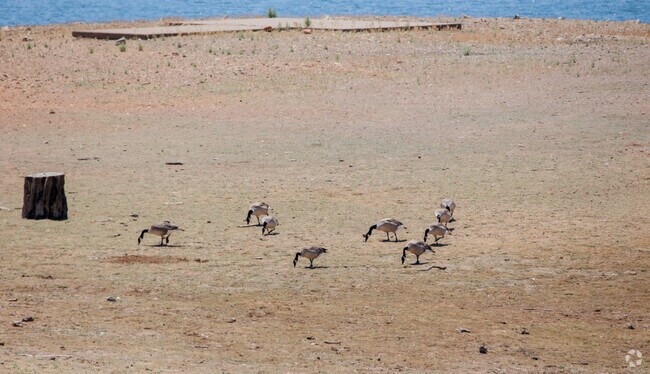 Wildlife can always be seen at Hogan Lake in Rancho Calaveras in Calaveras County.