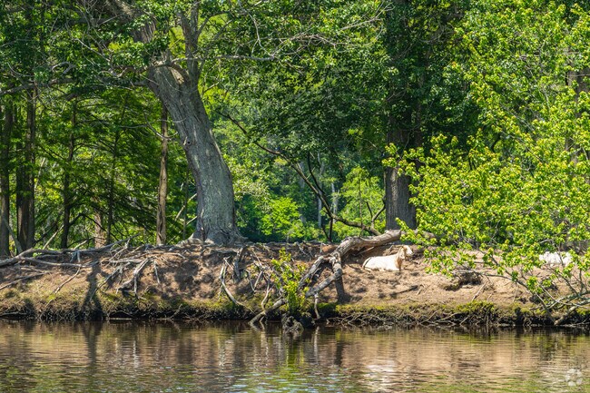 Wild goats can be seen on the shores of Goat Island which is located in Byrd Park.