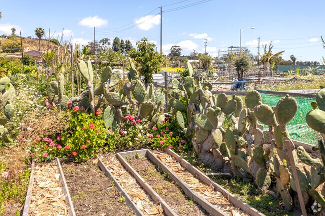 Cholla Cacti in New Roots Community Farm in Chollas Creek neighborhood.