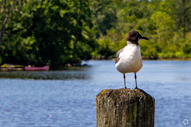 Seagulls will be your neighbors in Cologne.
