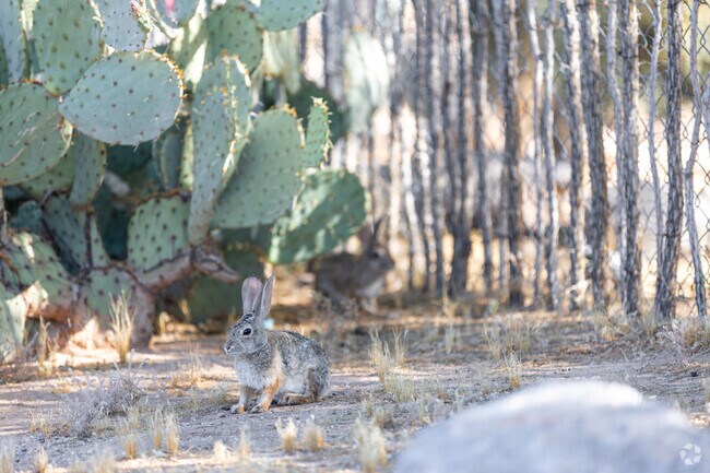 Despite being in Midtown, Avondale still has local wildlife in it's pockets of desert.