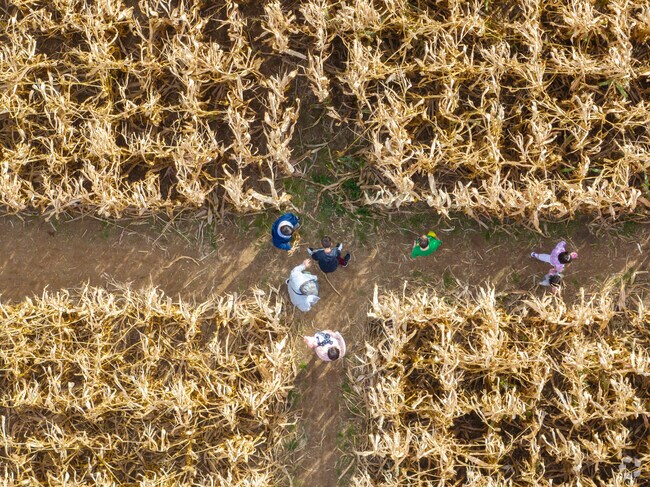 The corn maze at Leaman's in Freeland is fun for the whole family.