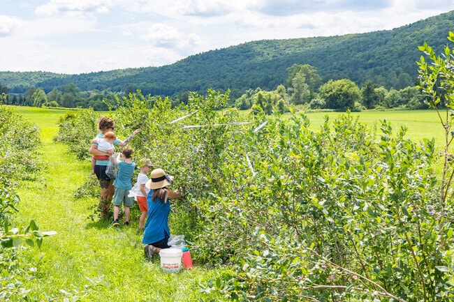 Salem residents like to go blueberry picking at Gardenworks Farm during the season.