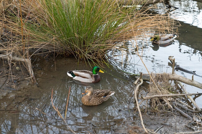 Fanno Creek is home to many birds including ducks and green-headed mallards.