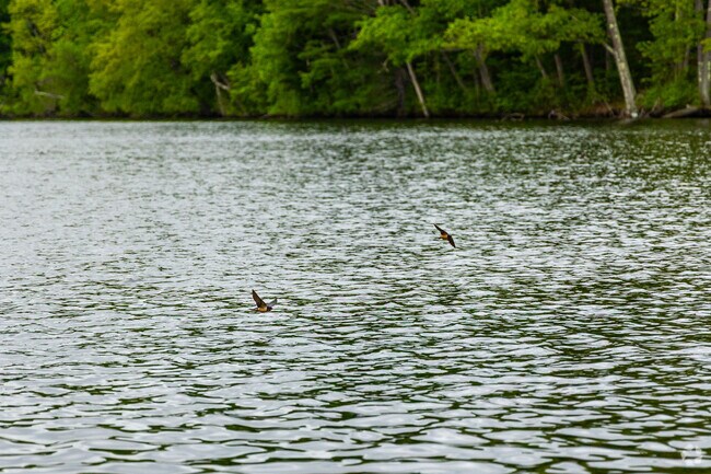 The Quinebaug River provides many stunning wildlife viewing opportunities in Dudley.