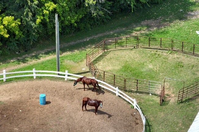 Big M Stables brings a unique equestrian experience to Charlotte’s J. T. Williams neighborhood.