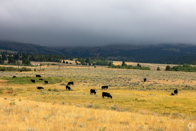 Open pastures with grazing cows and expansive space define the scenic beauty around Clancy.
