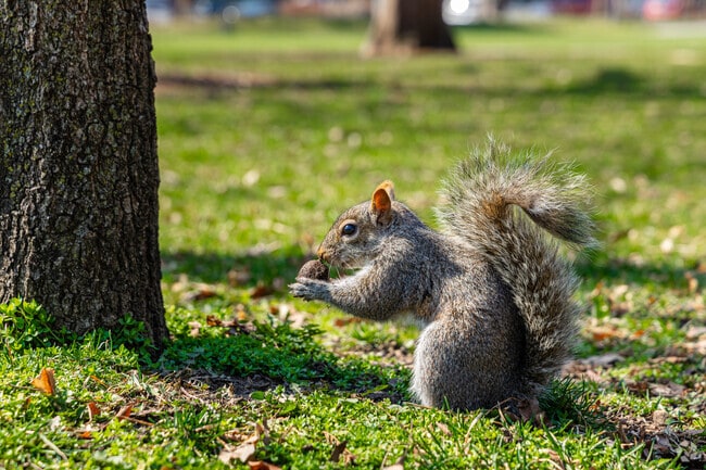Spot local wildlife enjoying the parks of River Forest.