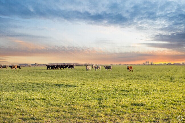 Cattle grazing on green grass are seen across the landscape in Union City.