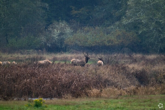 Around 60-100 elk live full-time in the Dean Creek Elk Viewing Area near Reedsport.
