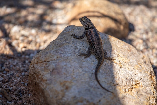 Area wildlife is well adapted to Tucson's climate.