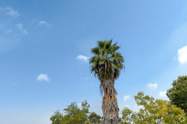 Large trees provide shade for Damon Lane County Park in Rancho San Diego.