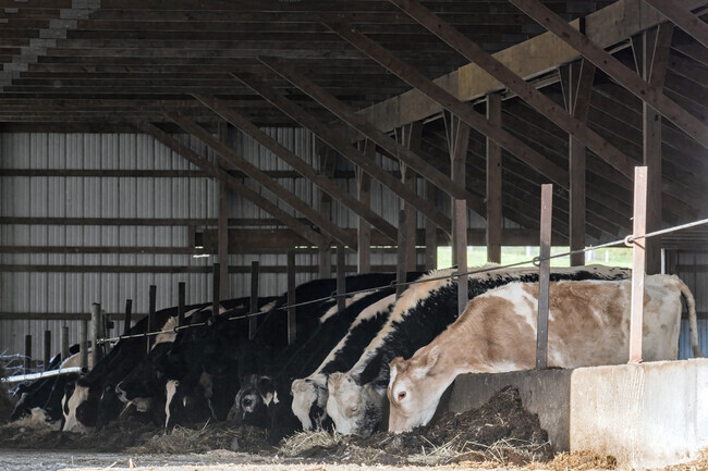 Dairy Farming is the basis of the Brownell / Giffords Corner's settlement and layout.