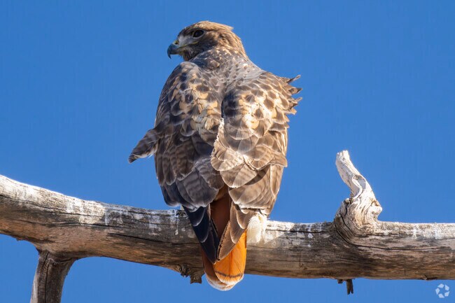 Enjoy Broomfield's tranquil wildlife refuges, nestled in expansive and open spaces.