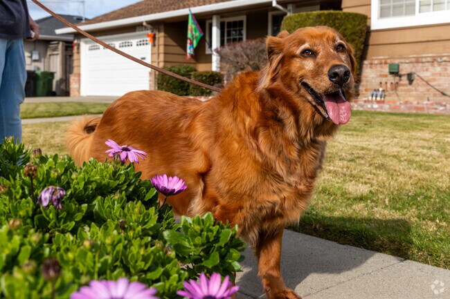 The well maintained sidewalks in Glenmoor provide a safe path for dog owners.