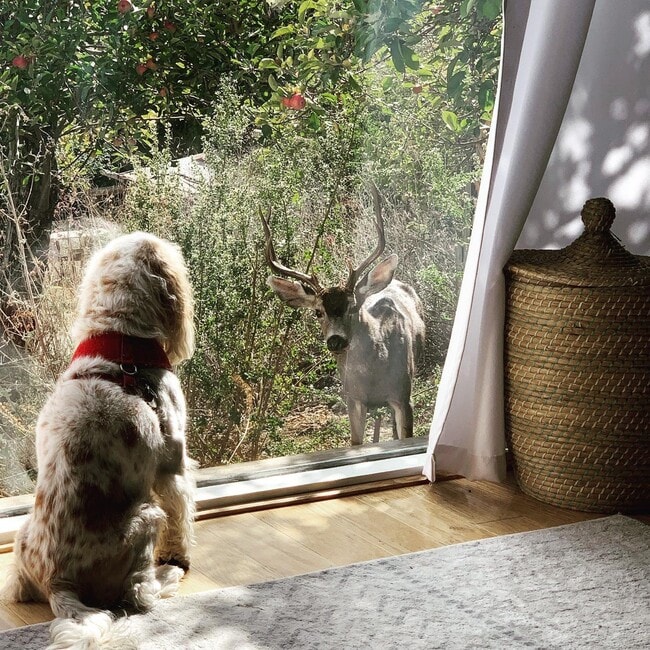 Curious local (real pic)