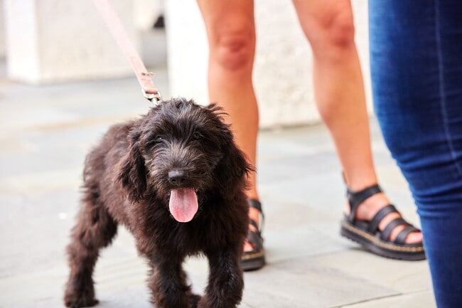 The Henslow Daniel Island Apartments & Townhomes, Charleston, SC 29492 - photo 2