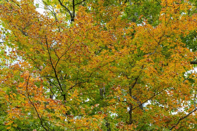 Beautiful fall foliage makes its debut in Salford Township that will last through Fall.