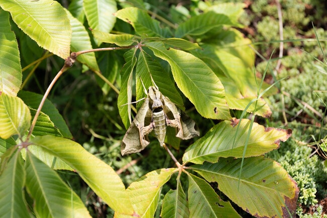 There are over 160 acres of activities for all to enjoy at Apex Nature Park near New Hill.