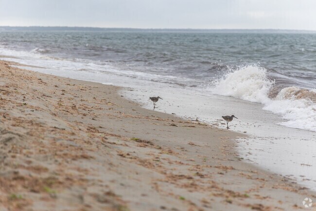 The Popponesset Bird Sanctuary is an excellent place to view a variety of shorebirds.