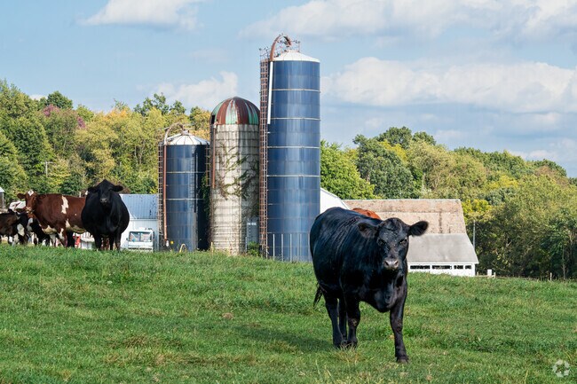 A large bull stands guard over his herd at a Marion Township dairy farm.
