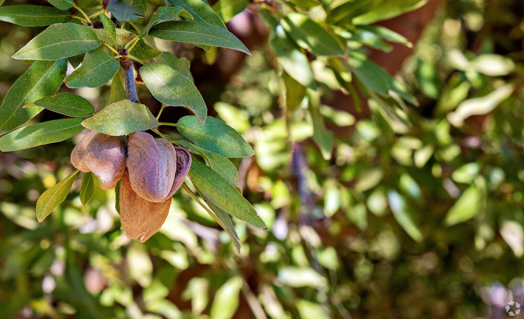 Almond groves are found through out Salida, Ca.