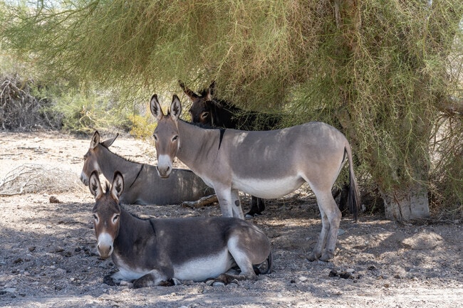 A nearby national wildlife refuge is home to many animals.