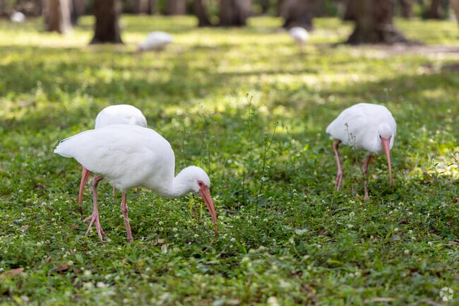 Visitors can encounter wildlife in Veterans Park on Williams Island.