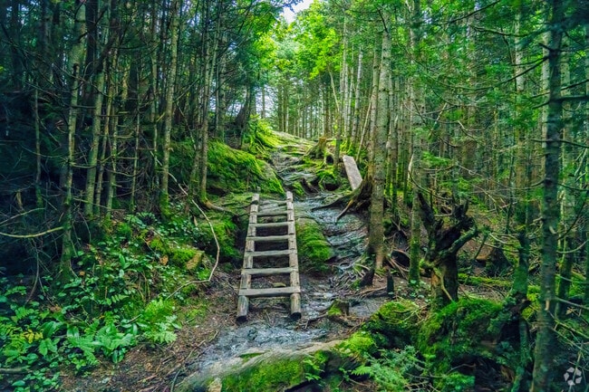 The Lookout Tower Trail at Bolton Valley Resort leads to a tower with 360º views.