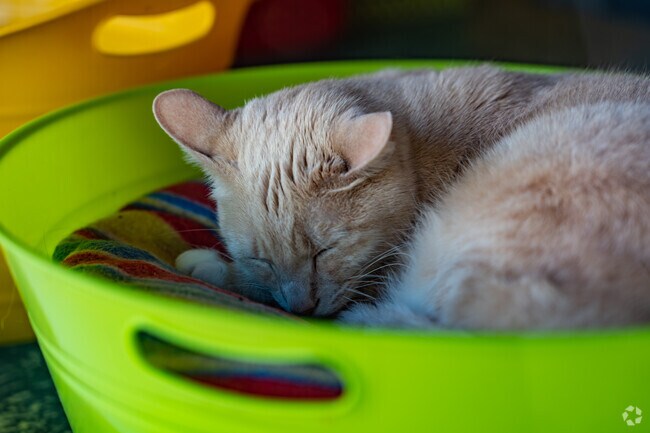 A cat naps on the windowsill at House of Mews, a cat sanctuary and adoption agency.