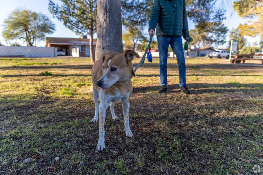 Dogs love the cool shade at Desert Aire Park.