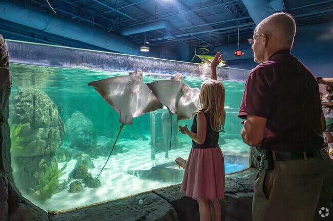 See the sting rays in Perrymont at SeaQuest.