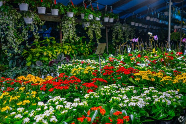 Fresh flowers and plants are available at Claussen’s Forest.