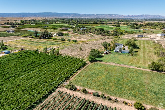 Vineyards get ready for harvest in late summer in East Orchard Mesa.