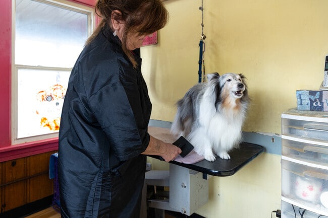 House of Dogs is a quick minute away for Huntleigh residents to drop off their dogs.