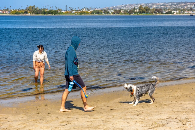 Dog lovers enjoy an off leash dog park at Fiesta Island near Bay Park.