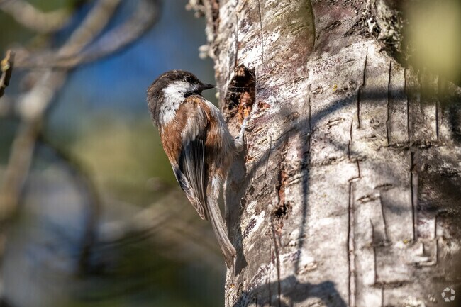 A chestnut-backed chickadee uses spiderwebs to build a home in a tree in Madison Meadow.