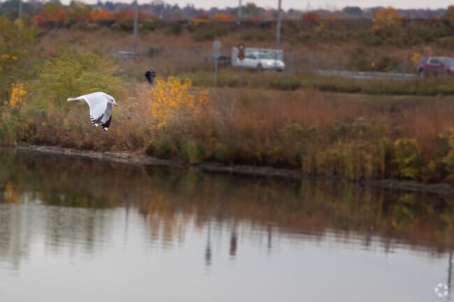 Seabirds call Onondaga's shores home and are common in Geddes.