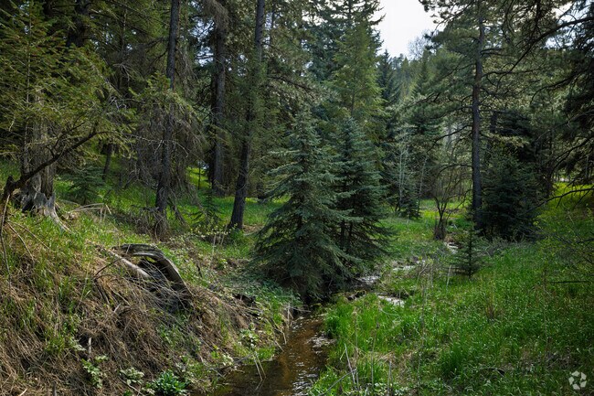 Explore the beauty of the mountain forests of Indian Hills.