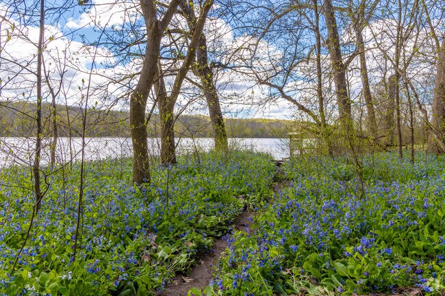 Bluebells at the Bend of Great Falls are truly a natural wonder and a must visit.