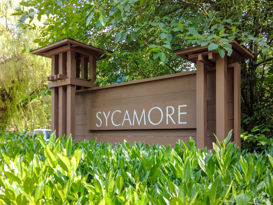 Sycamore
