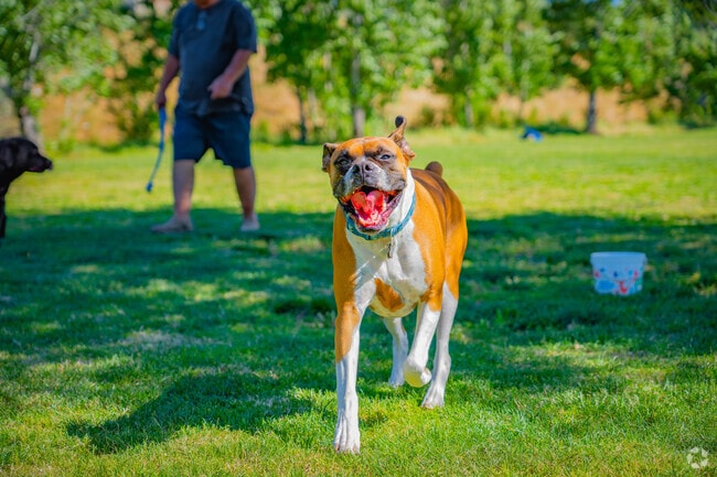 The Marco Dog Park near Olympus Pointe gives dogs plenty of space to run.