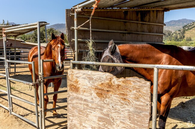 Horses are part of the lifestyle in San Pasqual.