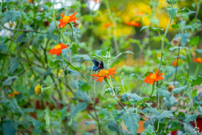 Franklin residents can stroll through the butterfly gardens in Matter Park.