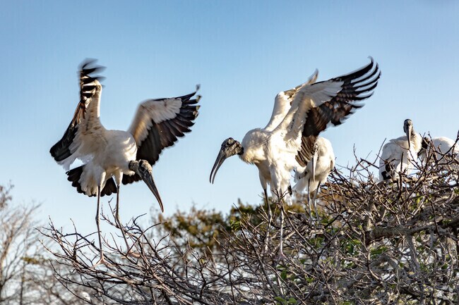 Residents of the Palm Greens neighborhood of Delray Beach, FL can often find Wood Storks.