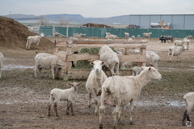 The area surrounding Enoch is known as Sheep County.