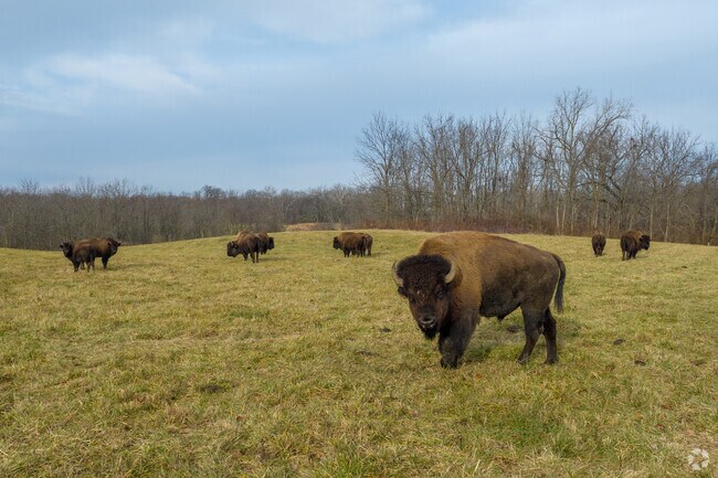 The park has worked to restore the bison to the natural Ohio wildlife.